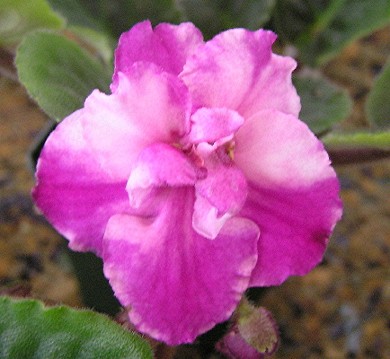 ALAMO BUTTERFLY - Leaves